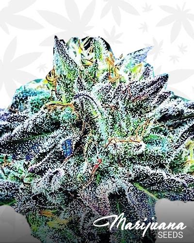 dolce gabbana weed strain|dolce weed strain.